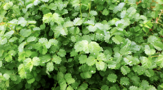 Salad Burnet